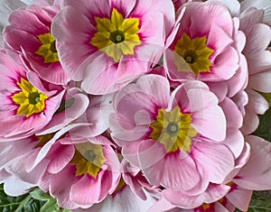 Bouquet of pink primroses.