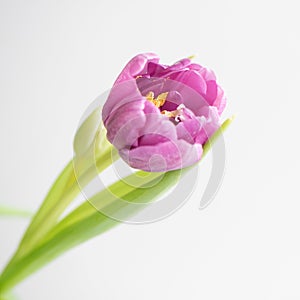 Bouquet of pink purple tulips on a light background. Holiday card