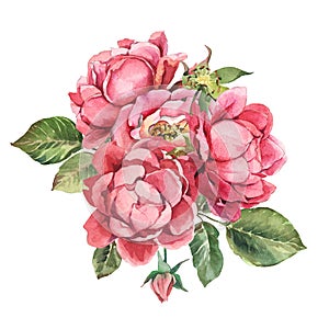 Bouquet pink rose with leaves on white background. Watercolor shabby style flowers