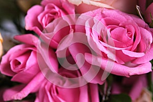 Bouquet of pink roses, close-up, selective focus.