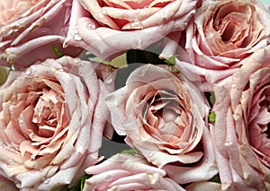 Bouquet of Pink Roses with Dew photo