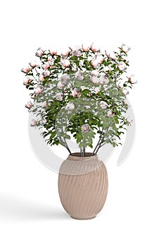 Bouquet of pink roses in a glass brown round vase isolated on a white background