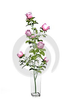 Bouquet of pink roses in a glass square vase isolated on a white background