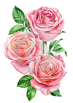 Bouquet of Pink roses, leaves and buds on a white background, watercolor botanical painting