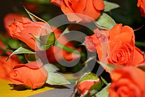 Bouquet of pink roses Mother's Day, Valentine's Day, Birthday celebration concept.