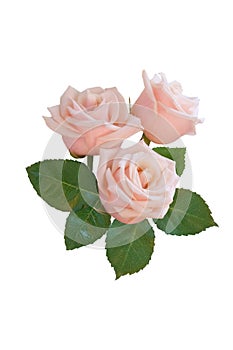 Bouquet of pink roses on a white background. Isolated.