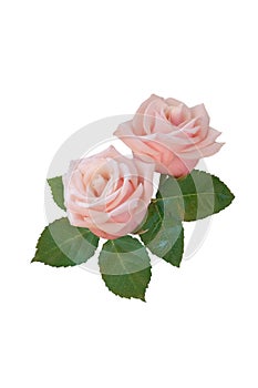 Bouquet of pink roses on a white background. Isolated.