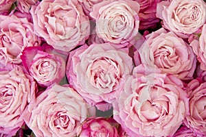 Bouquet of pink spray roses