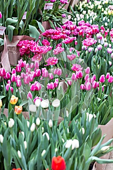 A bouquet of pink tulips