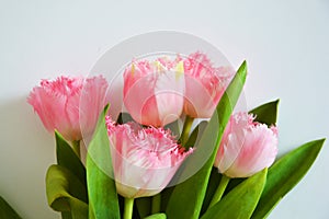 A bouquet of pink tulips. beautiful spring flowers. background for decoration for the Easter holiday.