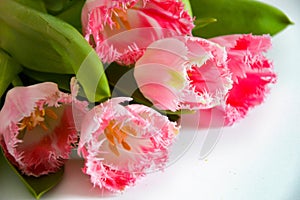 A bouquet of pink tulips. beautiful spring flowers. background for decoration for the Easter holiday.