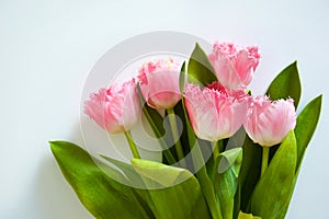 A bouquet of pink tulips. beautiful spring flowers. background for decoration for the Easter holiday.