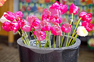 Bouquet of pink tulips at Bloemenmarkt Market, Amsterdam