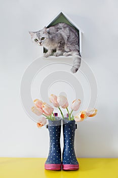 Bouquet of pink tulips in blue rubber boots and grey cat