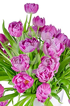 Bouquet of pink tulips in flowerpot isolated on white