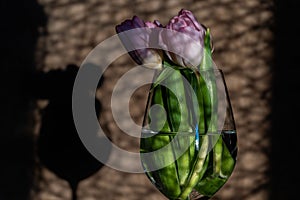 Bouquet of pink tulips in glass on the background of the wall with shadows