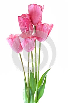 Bouquet of pink tulips isolated on white background