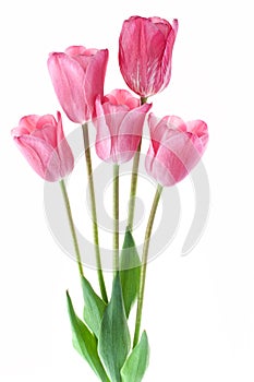 Bouquet of pink tulips isolated on white background