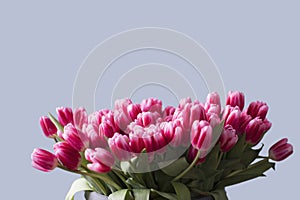 Bouquet of pink tulips on neutral background