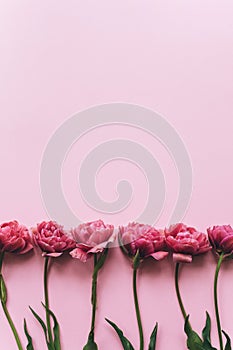 Bouquet of pink tulips on a pink background.