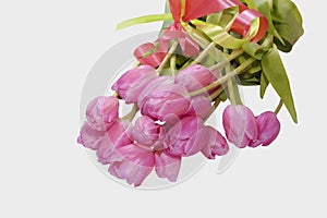 Bouquet of pink tulips with ribbon isolated