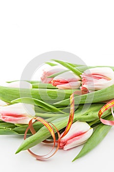 Bouquet of pink tulips on white background with copy space for m