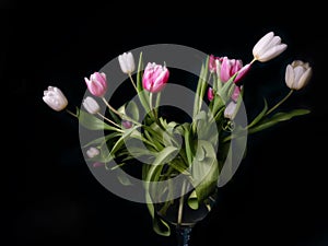 Bouquet of pink white and purple tulips in a vase on a black background, spring flowers in a vase, copy space