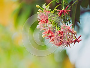 Bouquet of Pink and White Rangoon Creeper Flower on blur background