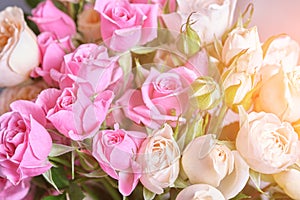 Bouquet of pink and white roses, soft focus background.
