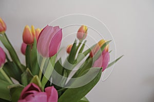 bouquet of pink and yellow tulips across white wall. Floral background. Postcard design. Wedding invitation