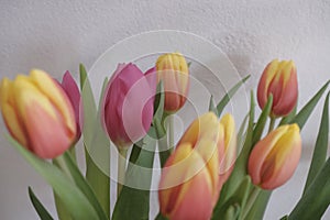 bouquet of pink and yellow tulips closeup across white ,Floral background. Wedding invitation