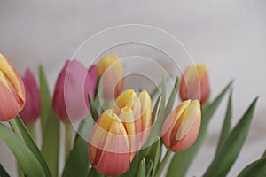 bouquet of pink and yellow tulips closeup across white wall. Floral background. Postcard design. Wedding invitation