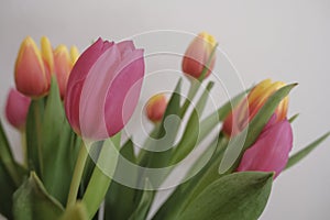 bouquet of pink and yellow tulips closeup across white wall. Floral background. Postcard design. Wedding invitation