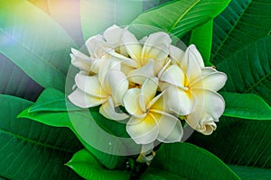 Bouquet of plumeria flowers and green leaf