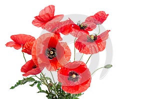 Bouquet of poppies