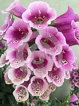 Bouquet of pretty soft white and purple flowers