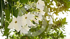 A bouquet of pretty white petals of Suicide tree`s flower, called in other name are Pong Pong and Othalanga tree, a beautiful