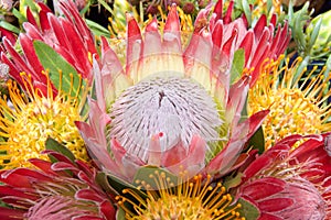 Bouquet of protea flowers, pincushion, sugarbush photo