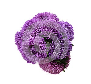 Bouquet of purple asters isolated on white, top view.  Autumn flowers