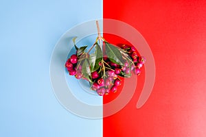 Bouquet of purple autumnal fruits isolated on a red and blue background