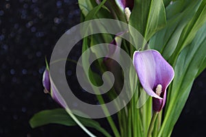 Bouquet of purple calla lilies