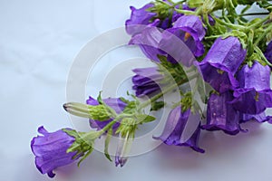 Bouquet of purple Campanula champion, Canterbury Bells, or Bellflower on white background. Close-up of bell-shaped flowers.