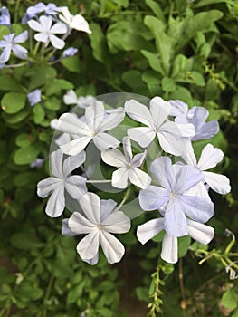 Bouquet of purple Cape Leadwort flowers