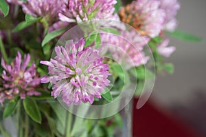 bouquet of purple Clover flower in pot