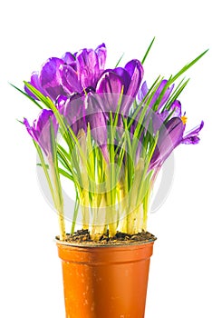 Bouquet of purple crocuses in the ceramic pot