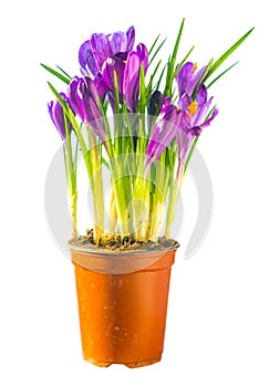 Bouquet of purple crocuses in the ceramic pot