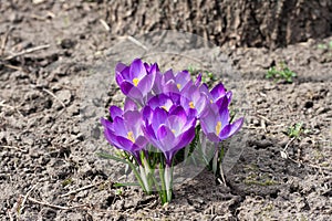 Bouquet of purple crocuses. First spring flowers against background of bare cracked earth.