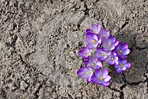 Bouquet of purple crocuses. First spring flowers against background of bare cracked earth. Top view. Place for text.