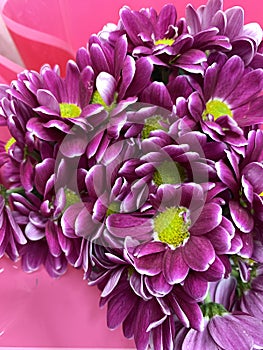 bouquet of purple daisies. Purple flowers as a festive bouquet. Gift for women.