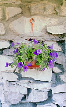 A bouquet of purple flowers in a basket hanging on a white wall